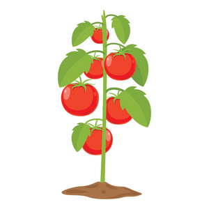 矢量插画的西红柿