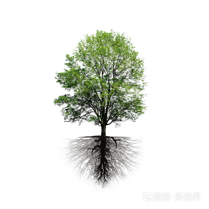 树和孤立在白色背景上的根