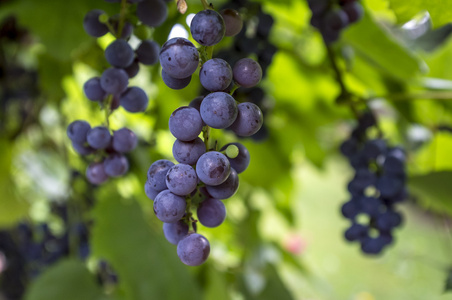 成熟的红葡萄的葡萄园