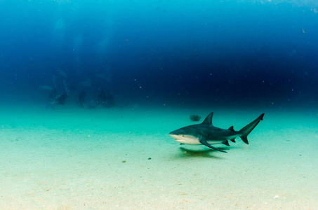 公牛鲨鱼 Carcharhinus leucas。太平洋海洋之海礁