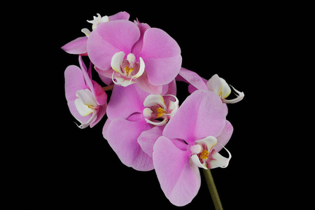 黑色背景上粉红色白色兰花 兰科 花的特写。自然的宏观摄影