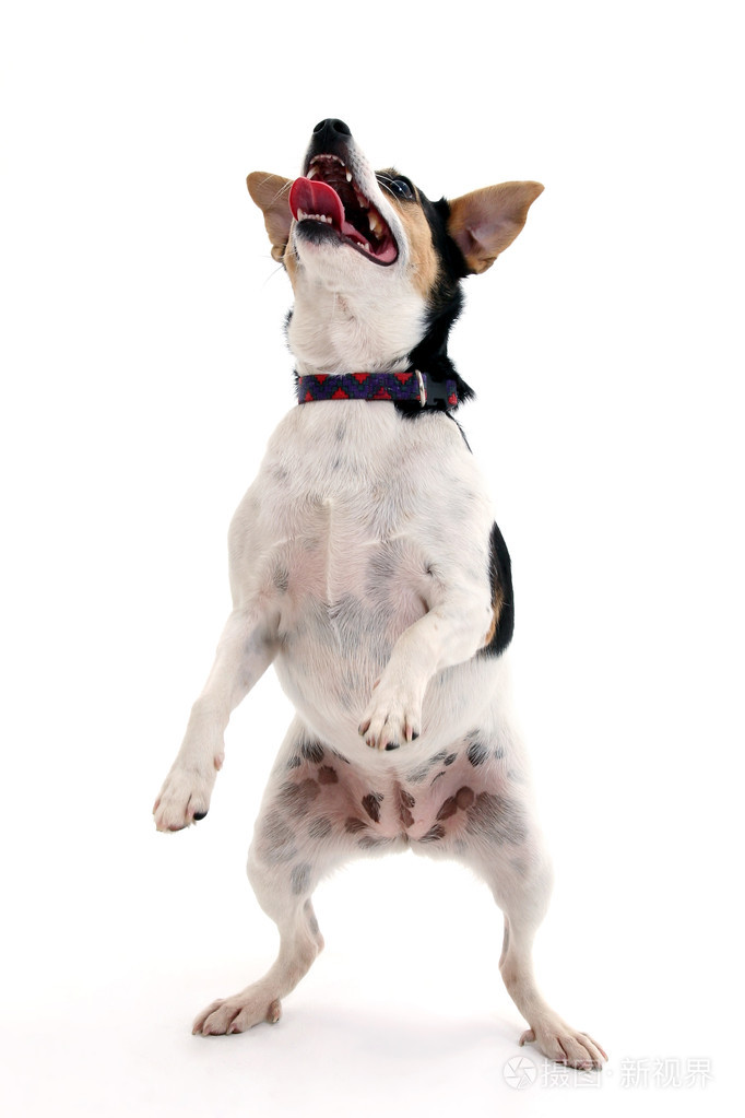 小猎犬狗白上跳舞