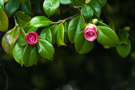 两个山茶花