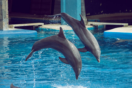 海豚在展览中跳跃飞溅的水