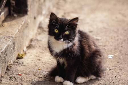 小街黑猫