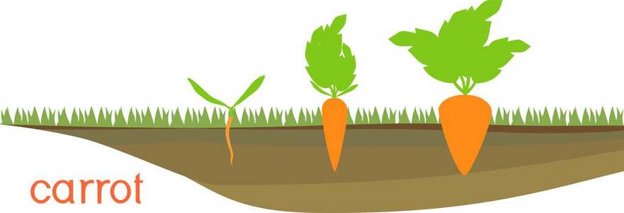胡萝卜在蔬菜片上生长的阶段