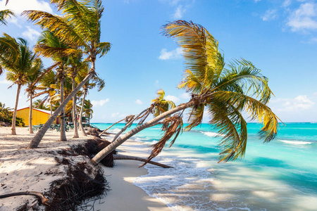 美丽的海滩与棕榈树和海滨咖啡馆上加勒比海安圭拉岛陷害