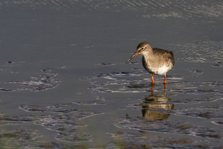 Redshank Tringa totanus 在泥泞的湖水池, 格洛斯特郡, 英国