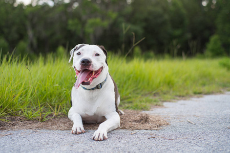 美国斯塔福德郡猎犬在自然远足环境外的肖像