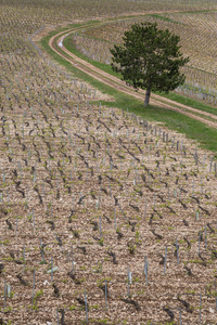 法国勃艮第夏布利地区的葡萄园