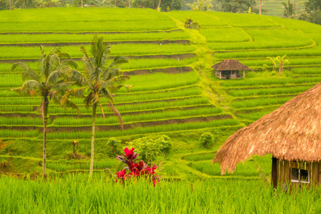 印度尼西亚。稻田的傍晚梯田。小屋, 棕榈树和明亮的花朵