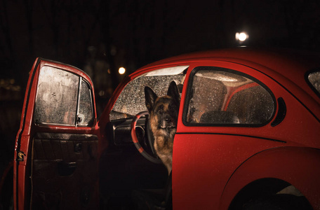 德国牧羊犬在复古的红色汽车