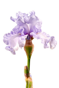 白色背景的浅银色紫虹膜花