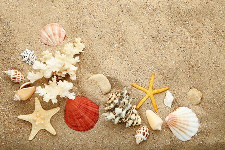 海边沙滩上的贝壳和海星