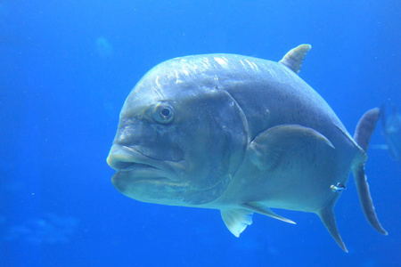 肥壮 trevally Caranx sexfasciatus 在日本