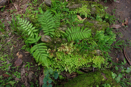 卷兖州蕨小蕨叶在雨林中生长的特写