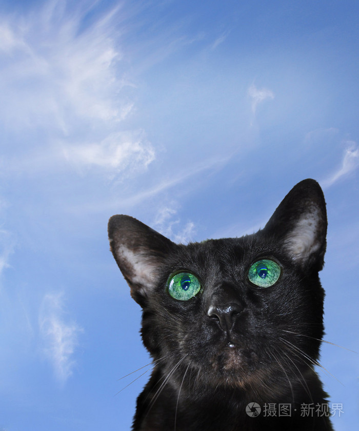 蓝天被隔绝的黑猫头