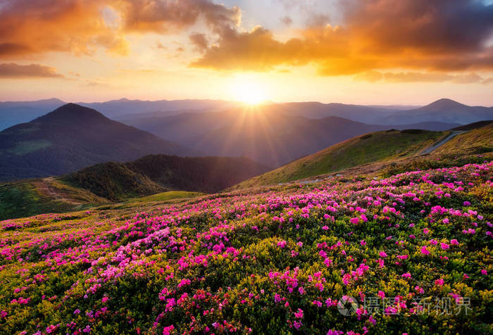 山在花开花和日出.美丽的自然风景在夏天时间