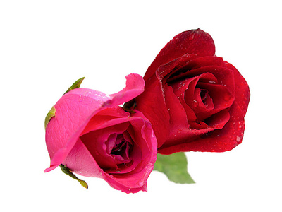 粉红色的玫瑰和红色的玫瑰被隔离在白色背景上