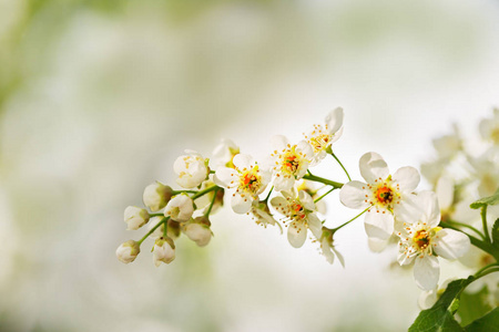 树枝上有一只小鸟樱桃的花朵。一个模糊的绿色背景, 选择性的焦点, 在春天的树上的白色花朵
