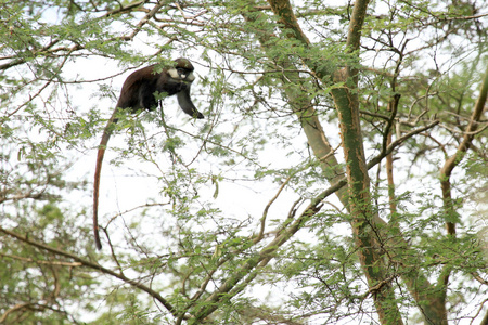 红尾猴bigodi 湿地乌干达 非洲