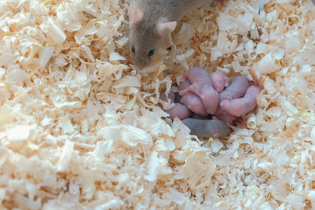 新生的小老鼠在巢里瞎了他们的妈妈