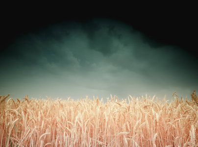 收获的面包, 成熟的小麦领域, 对黑暗的天空。色调的照片, 选择性的焦点