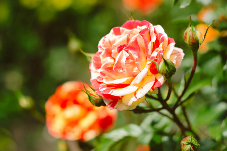花园中的多色玫瑰, 橙红色的夏日花朵
