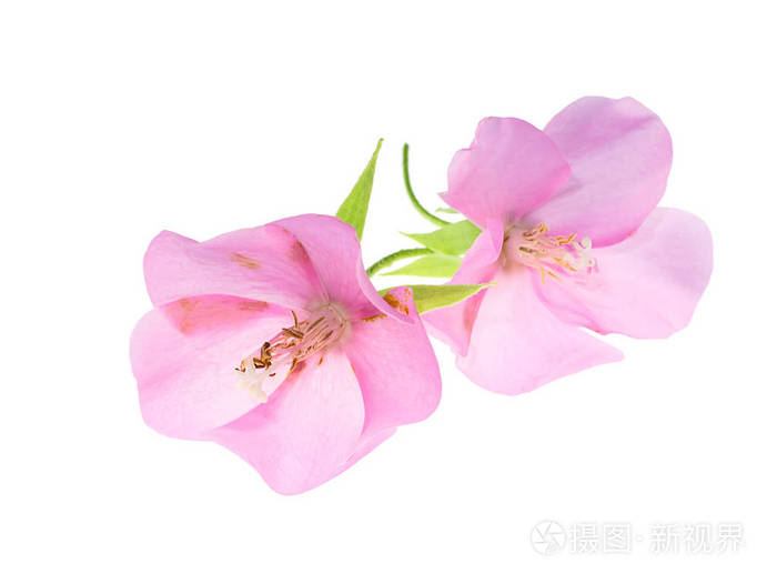 关闭粉红色 dombeya 花白色背景