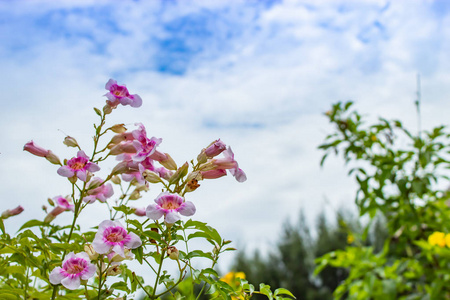 粉红色的花朵, 明亮的蓝天