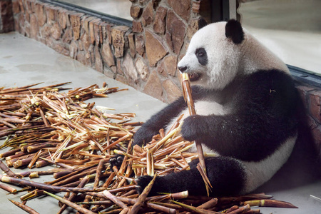 可爱的大熊猫吃竹子。熊猫熊坐在一堆竹笋和享受食物