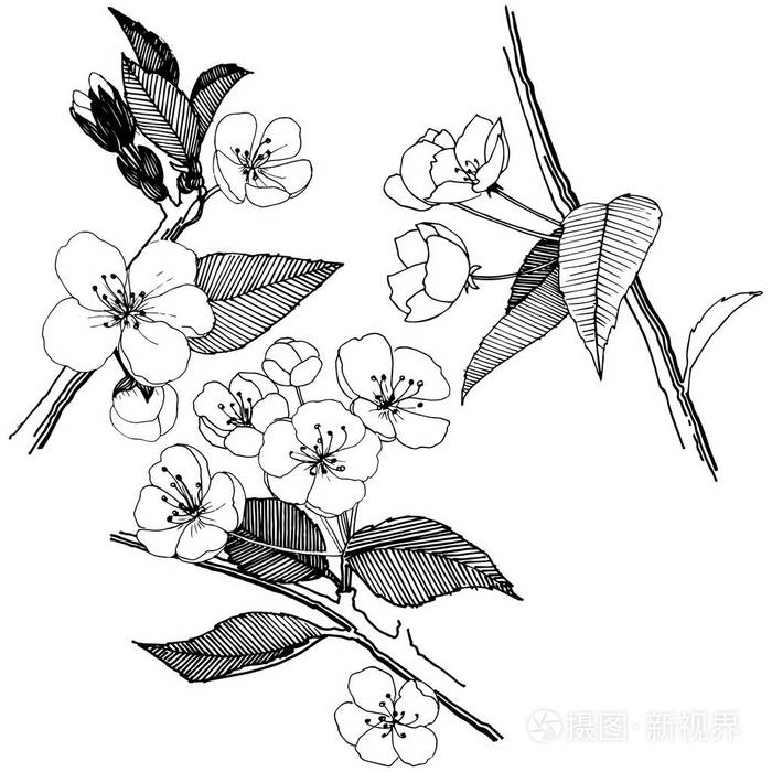 插画 动物,植物 苹果花以矢量风格隔开.植物全名: 苹果花.