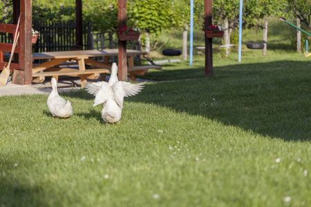 绿院子里的两只鸭子