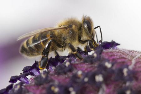 拉万杜拉薰衣草上的Tawny采矿蜜蜂Andrena Fulva