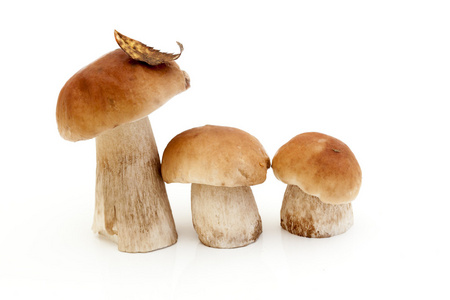 三个牛肝菌蘑菇上孤立的白色背景