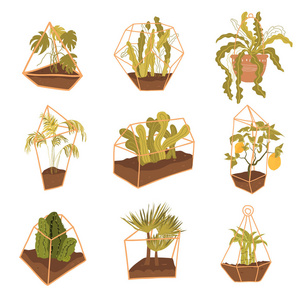 涂鸦 terrariums 植物为肉质植物和仙人掌。斯堪的纳维亚玻璃花园设计