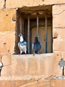 在旧的样式窗口的两个鸽子