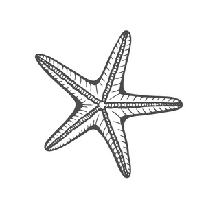 手绘海洋海星天然海洋水下载体。白色背景下的雕刻插图