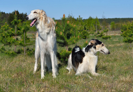 三黑和白色俄国犬狗在农村背景