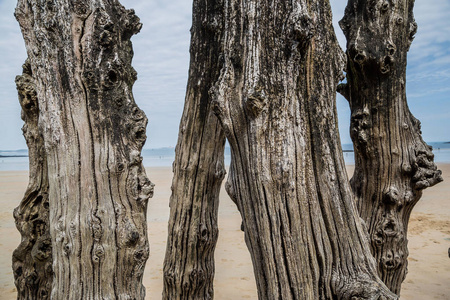 在布列塔尼的圣马洛海滩上破旧的木质海墙木桩