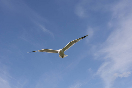 挪威罗弗敦的海鸥在飞翔