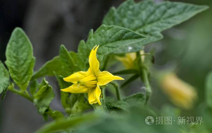 西红柿黄花