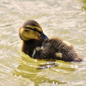 美丽的小鸭子在池塘的表面。阳光明媚的夏日里的野生动物。年轻水鸟
