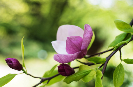 美丽的玉兰花, 自然花卉背景