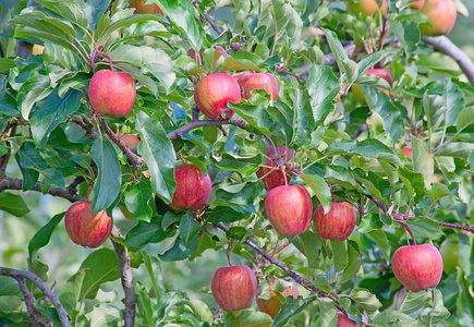 苹果花园