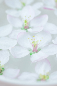 近白色的春天盛开的苹果树花漂浮在香气的碗中。水疗与健康理念