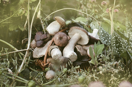 蘑菇在篮子里收集。蘑菇在篮子里。食用蘑菇篮