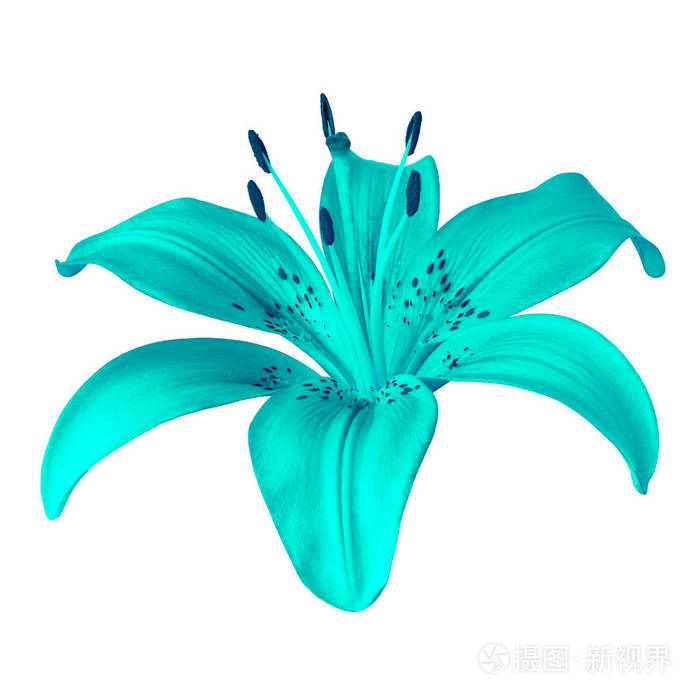 在白色背景上分离的花青色百合.特写.设计元素