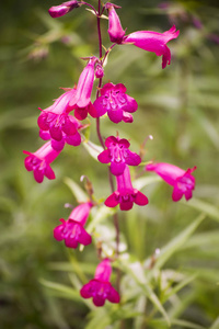 粉红色和紫色 bellflowers 植物