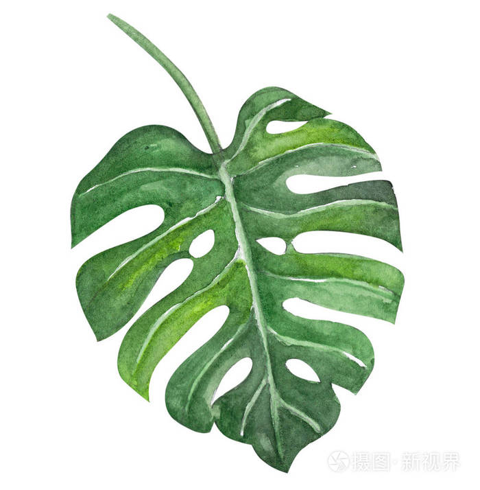绿色龟背竹热带叶子水彩例证 被隔绝在白色背景上